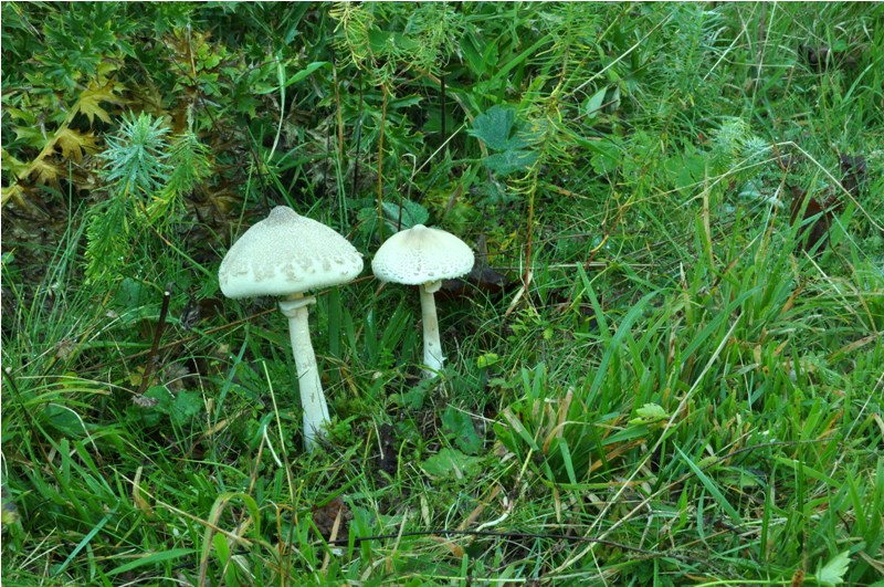 Carrellata settembrina